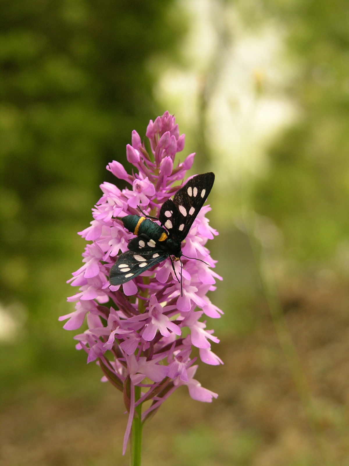 Orchidaceae (Orkidegiller) 