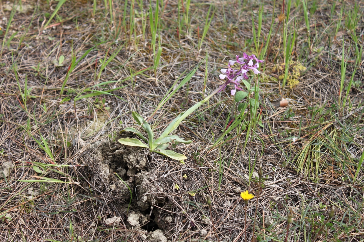 Orchidaceae (Orchid Family)