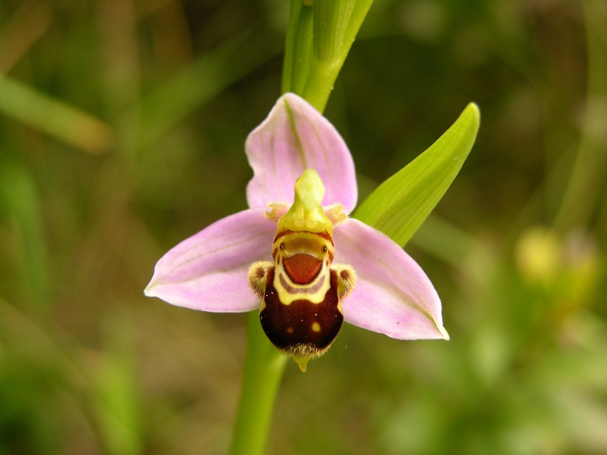 Orchidaceae (Orkidegiller) 